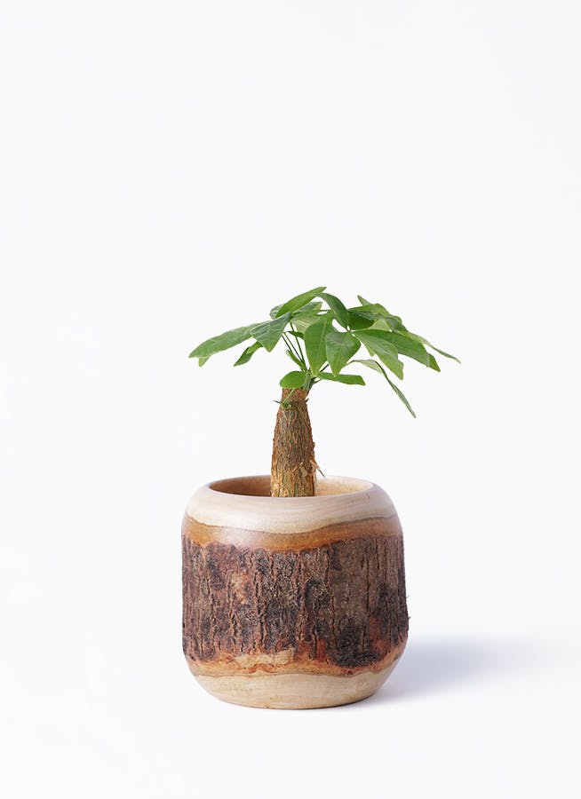 観葉植物 パキラ 3号 朴 Mango Wood(マンゴーウッド) 付き | 観葉植物