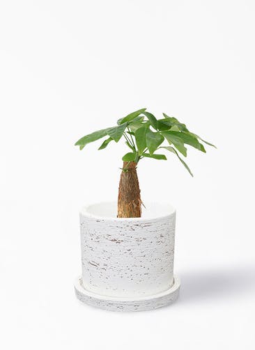 観葉植物 パキラ 3号 朴 ブロンクス シリンダー ホワイト 植え替えキット付き