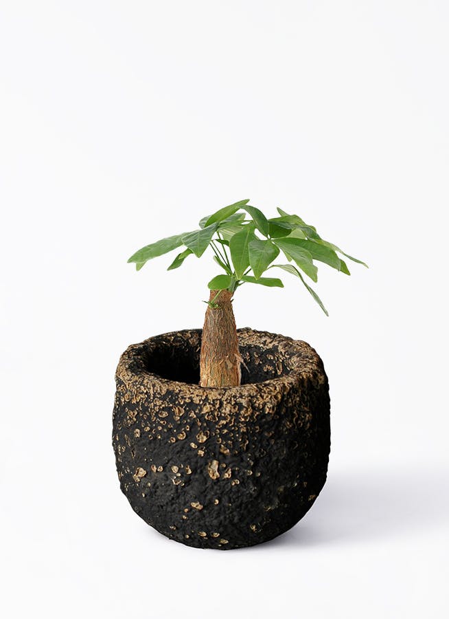 観葉植物 パキラ 3号 朴 Coral Pot (コーラルポット) 付き | 観葉植物