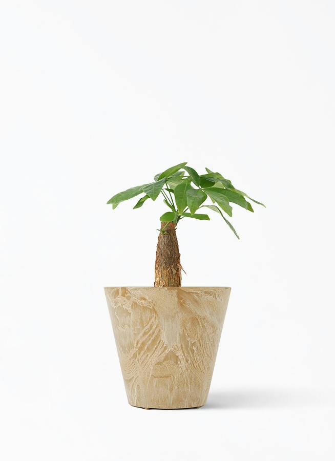観葉植物 パキラ 3号 朴 アートストーン 付き | 観葉植物ならHitoHana 