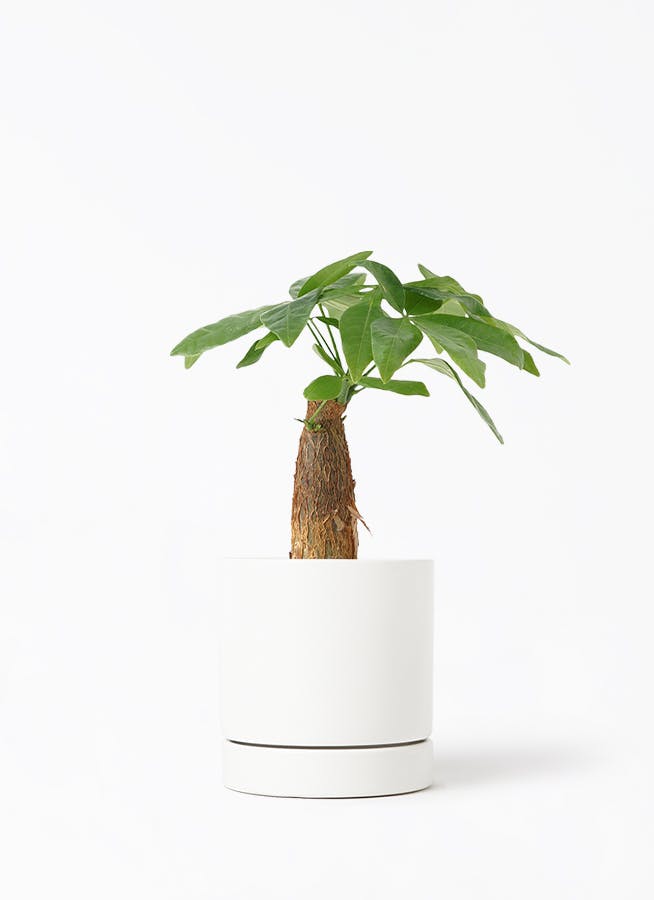 珍しい！パキラ3本立！観葉植物‼️縁起物植物！くねくね個性的樹形！高さ145◎ パキラ 3号 | 観葉植物の通販ならHitoHana（ひとはな）