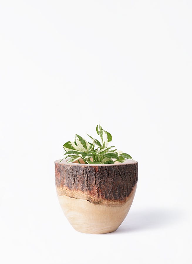 マンゴーウッド　大皿　パーティー　サラダ皿　鉢植　観葉植物 観葉植物 シマトネリコ 3号 Mango Wood(マンゴーウッド