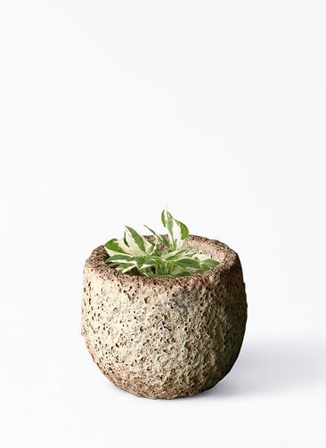 観葉植物 ポトス エンジョイ 3号 エンジョイ Coral Pot (コーラルポット) ホワイト 植え替えキット付き