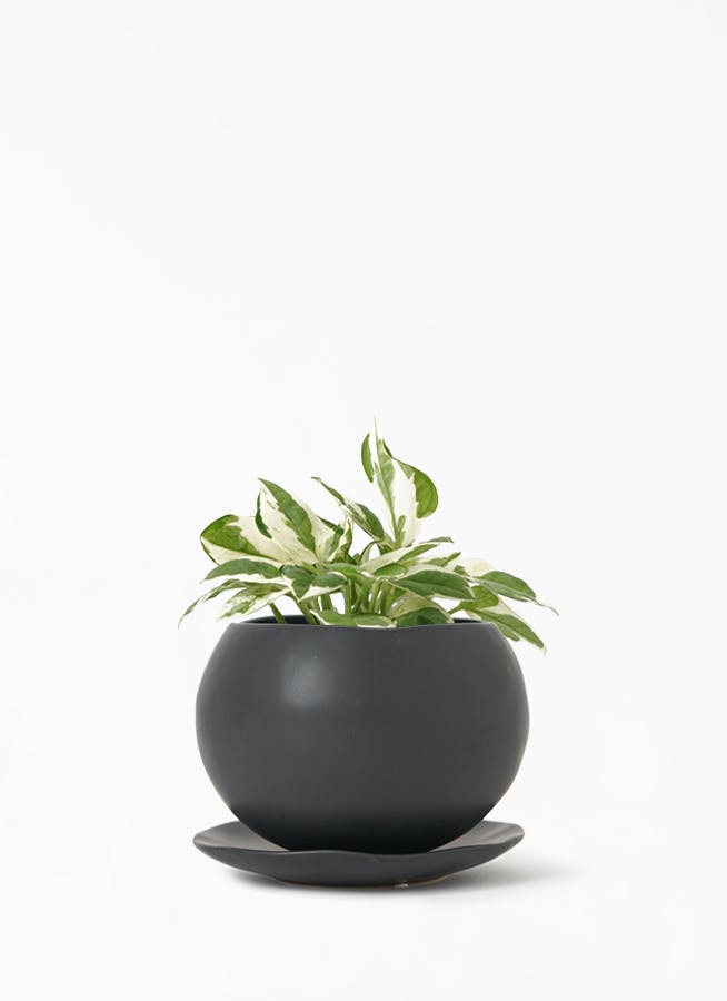 観葉植物 ポトス 3号 ノーマル マリナ 黒 L 付き | 観葉植物なら