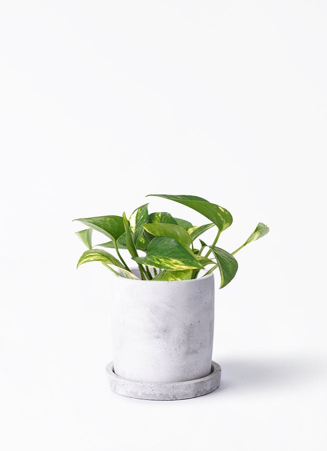 観葉植物 ポトス 3号 ノーマル マルモ 白 SSS 付き | 観葉植物なら