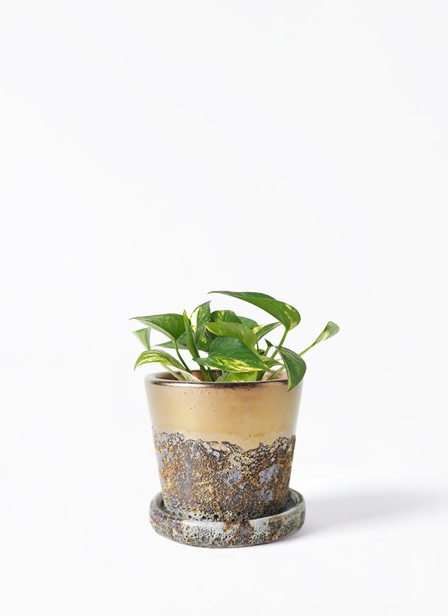 観葉植物 フィロデンドロン 3号 セローム ヒトデカズラ Halley