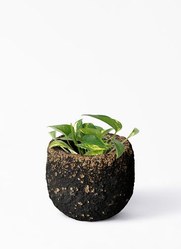 観葉植物 ポトス 3号 ノーマル Coral Pot (コーラルポット) ブラック 植え替えキット付き