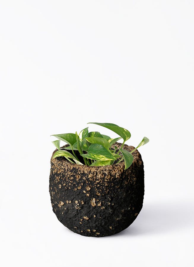 鉢カバー 黒・ブラック 3号 | 観葉植物の鉢ならHitoHana