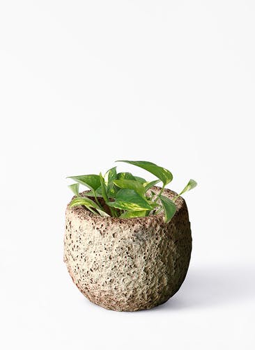 観葉植物 ポトス 3号 ノーマル Coral Pot (コーラルポット) ホワイト 植え替えキット付き