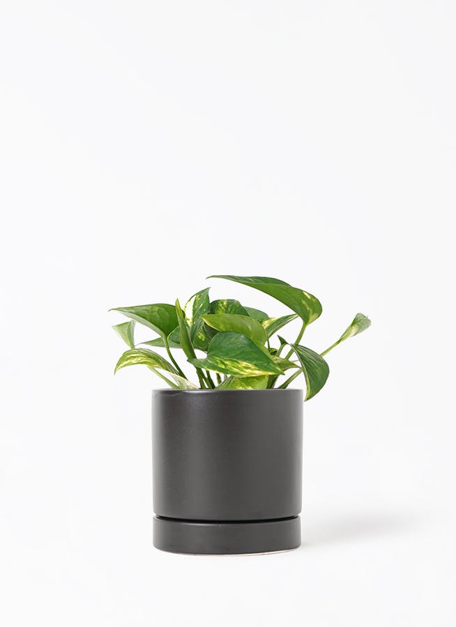 ポトス 3号 | 観葉植物 | インテリアやギフトに - Hitohana（ひとはな）