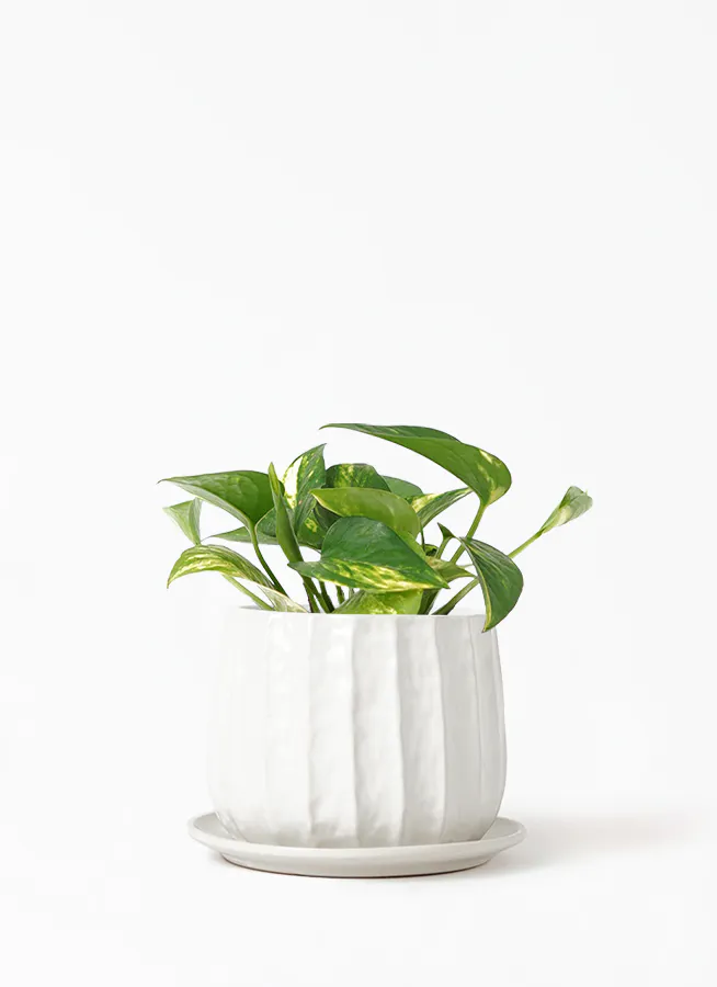 観葉植物 ポトス 3号 ノーマル リベロ 白 マット L 付き 観葉植物ならhitohana ひとはな