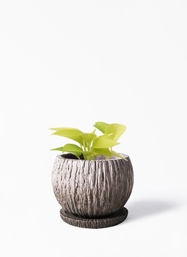 観葉植物 ポトス 3号 ライム Cement Pot (セメントポット) 植え替えキット付き