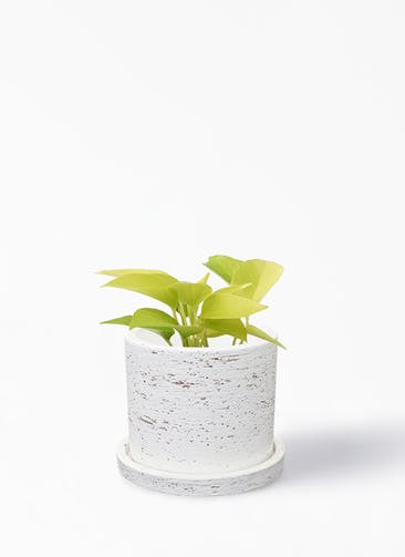 観葉植物 ポトス 3号 ライム ブロンクス シリンダー ホワイト 植え替えキット付き