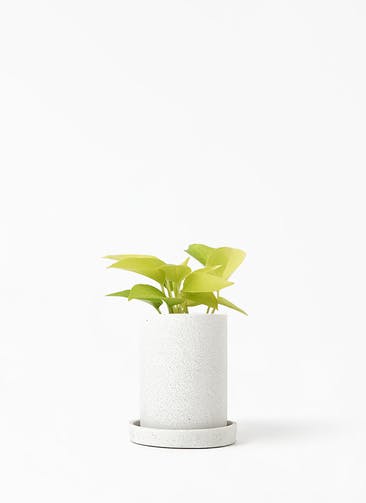 観葉植物 ポトス 3号 ライム ティカシリンダーライトグレイ S ホワイト 植え替えキット付き
