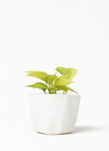 観葉植物 ポトス 3号 ライム クラフトペーパーポット 1 W ホワイト 付き