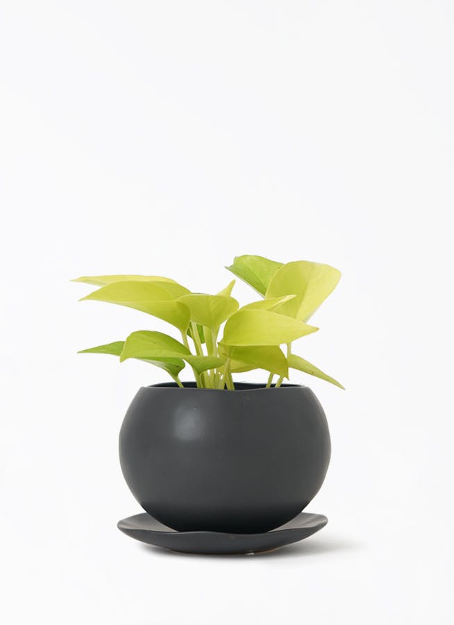 健康なポトス 植物 大鉢 黒 観葉植物 ポトス 3種類寄せ植え ボール形陶器鉢 黒 | 長崎県大村