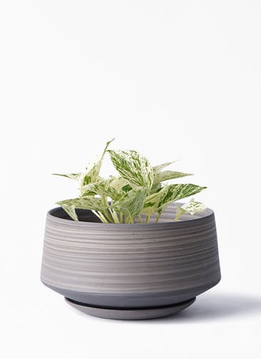観葉植物 ポトス 3号 斑入り レイヤードポット 皿付き gray 植え替えキット付き