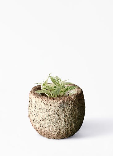 観葉植物 ポトス 3号 斑入り Coral Pot (コーラルポット) ホワイト 植え替えキット付き