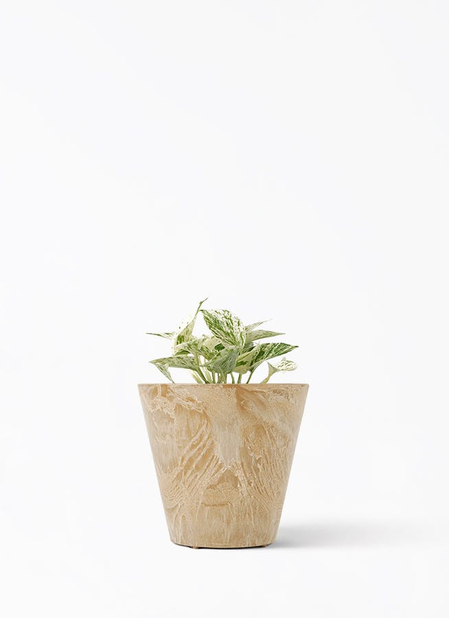 ポトス 3号 | 観葉植物 | インテリアやギフトに - Hitohana（ひとはな）