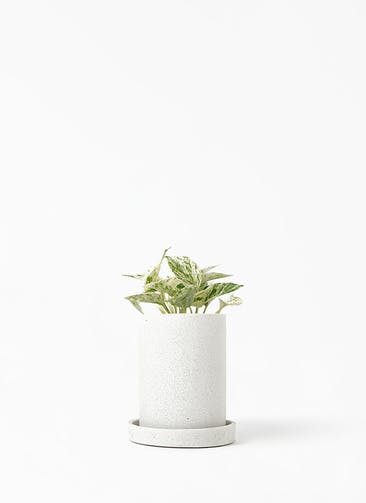 観葉植物 ポトス 3号 斑入り ティカシリンダーライトグレイ S ホワイト 植え替えキット付き