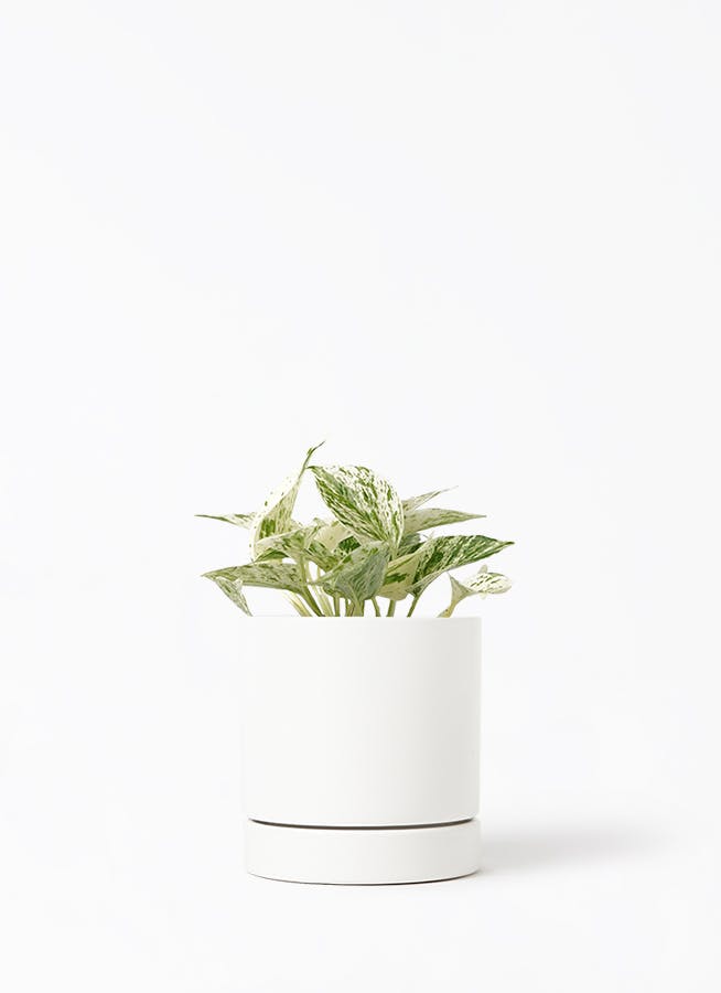 観葉植物 ポトス 3号 斑入り オーセ 11 W ホワイト 付き | 観葉植物