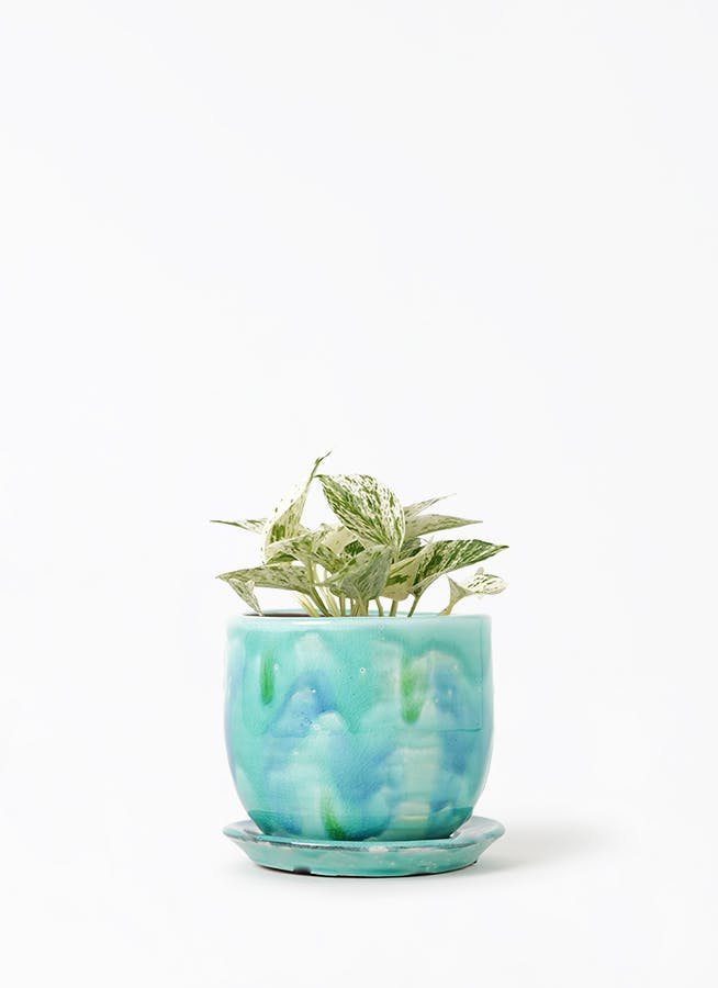 ポトス 3号 | 観葉植物 | インテリアやギフトに - Hitohana（ひとはな）