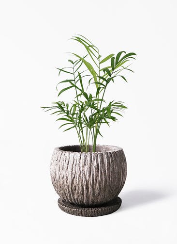 観葉植物 テーブルヤシ 3号 Cement Pot (セメントポット) 植え替えキット付き