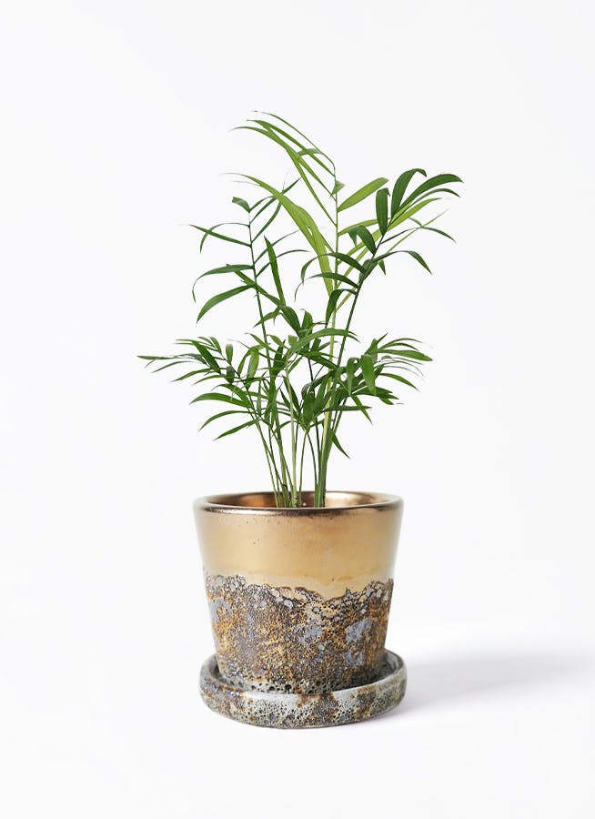 金メタリック　植木鉢　03 ゴールド・シルバー・ブロンズの鉢カバー・植木鉢 | 観葉植物の