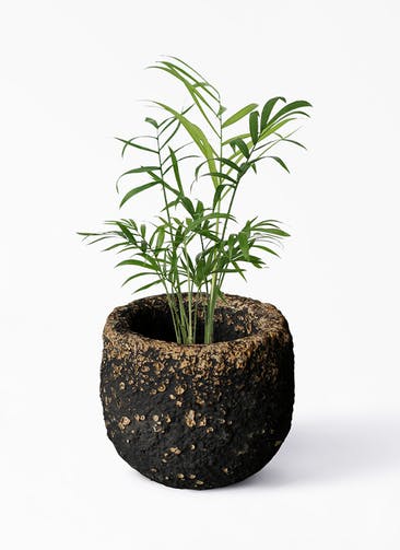 観葉植物 テーブルヤシ 3号 Coral Pot (コーラルポット) ブラック 付き