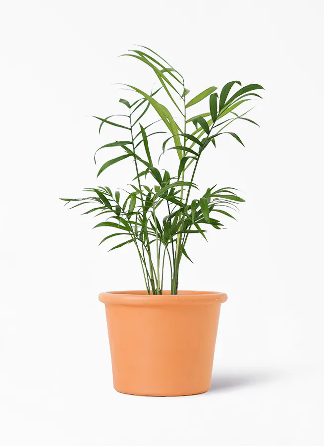 観葉植物 テーブルヤシ 3号 シリンダーポット 付き 観葉植物ならhitohana ひとはな