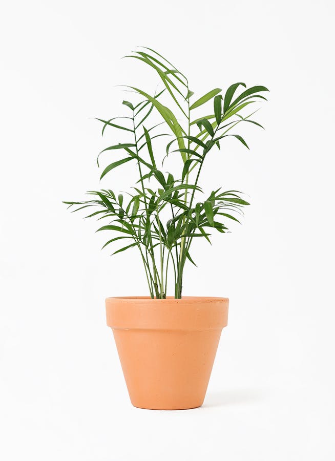観葉植物 テーブルヤシ 3号 スタンダードポット 付き 観葉植物ならhitohana ひとはな