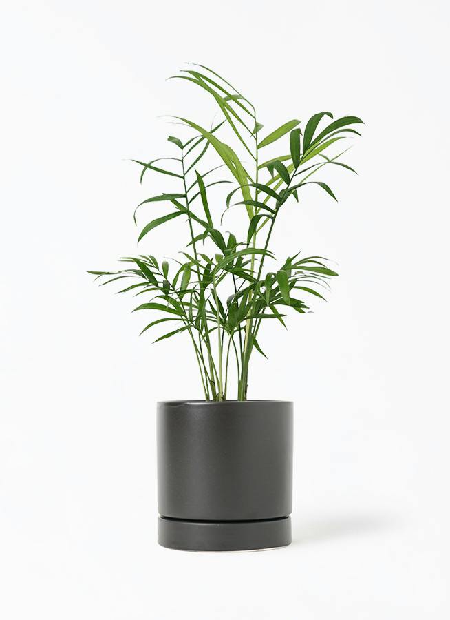 観葉植物 ソテツ 3号 実生 オーセ 11 K ブラック 付き | 観葉植物なら