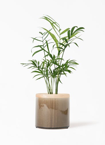 観葉植物 種類数no 1通販 Hitohana ひとはな 観葉植物 種類数no 1通販 Hitohana ひとはな