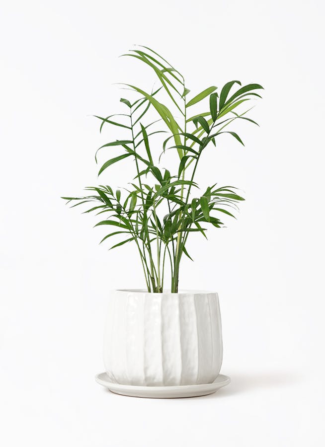 テーブルヤシ 3号 | 観葉植物ならHitoHana