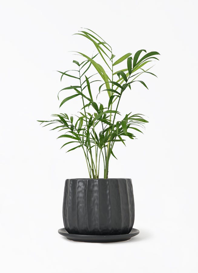 テーブルヤシ | 観葉植物の通販ならHitoHana（ひとはな）