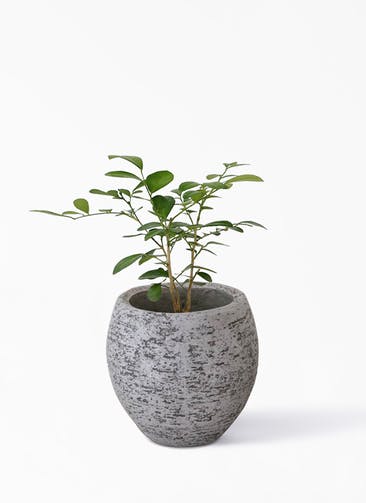 観葉植物 シルクジャスミン（げっきつ） 3号 Eco Stone（エコストーン） Gray 付き