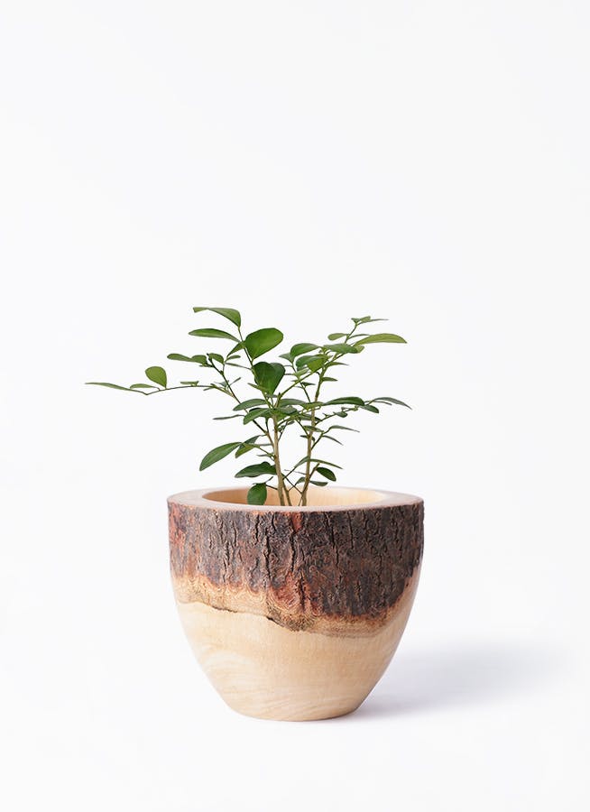 観葉植物 シマトネリコ 3号 Mango Wood(マンゴーウッド