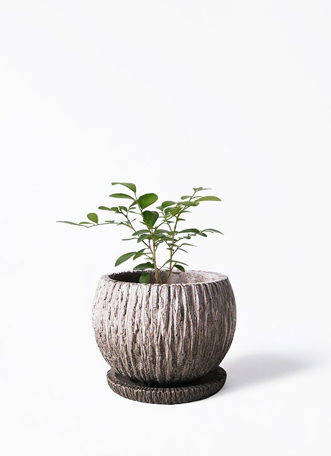MAKINAGI Plants pot 　植木鉢　シルバー　h&o