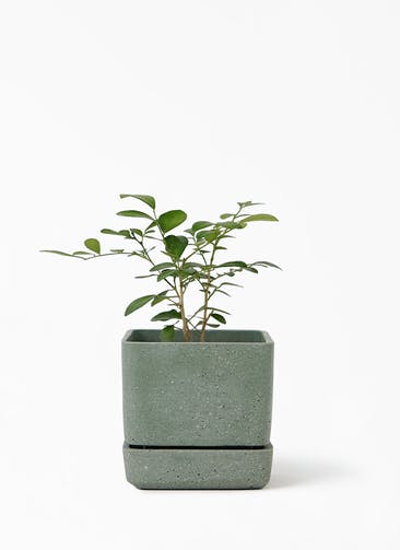 観葉植物 シルクジャスミン（げっきつ） 3号 ヘイニ 11 G グリーン 植え替えキット付き