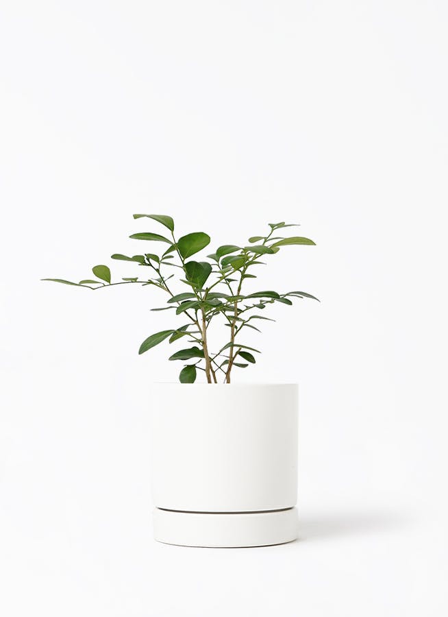観葉植物 シルクジャスミン（げっきつ） 3号 オーセ 11 W ホワイト