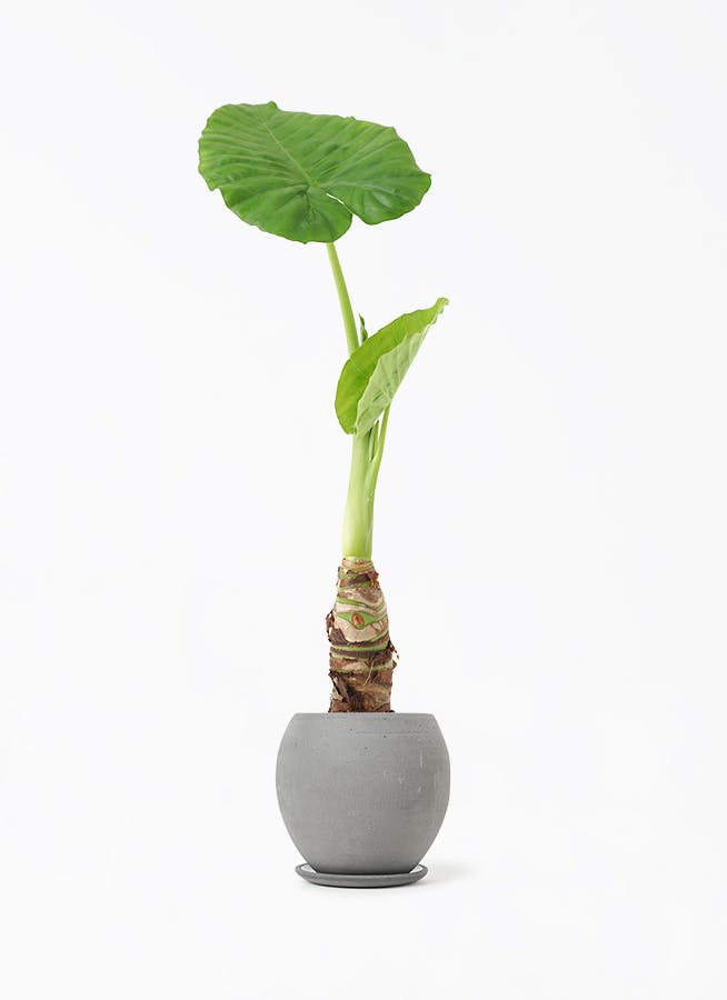 アロカシア 4号 | 観葉植物の通販ならHitoHana（ひとはな）