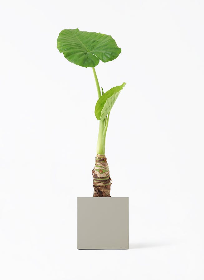 観葉植物 アロカシア 4号 オドラ（クワズイモ） クッカ 1 G グレー
