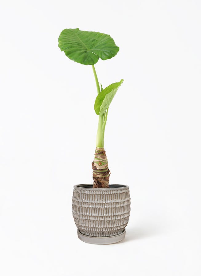 アロカシア 4号 | 観葉植物の通販ならHitoHana（ひとはな）