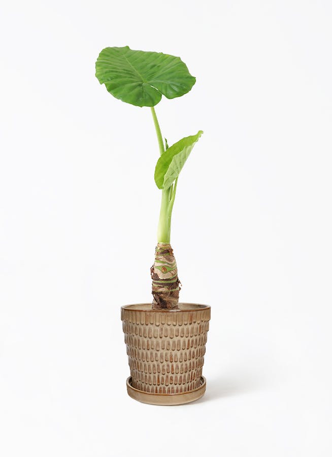 【専用】アロカシア4種セット alocasia-305_1.jpg