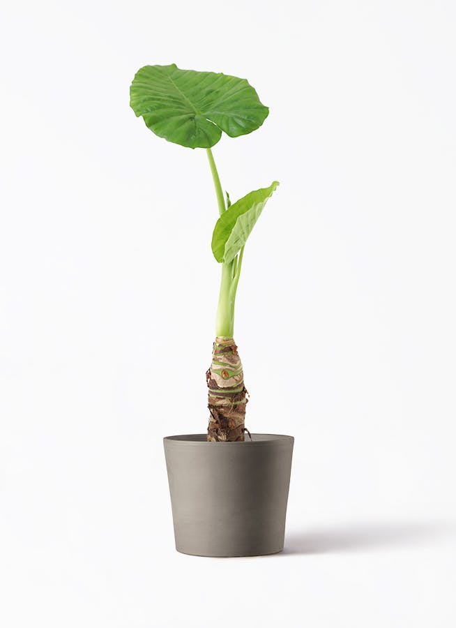観葉植物 アロカシア 4号 オドラ（クワズイモ） シリンドリコ カプチーノM 20cm 付き