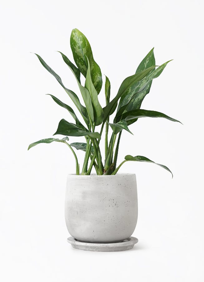 アグラオネマ 4号 | 観葉植物 | インテリアやギフトに - Hitohana