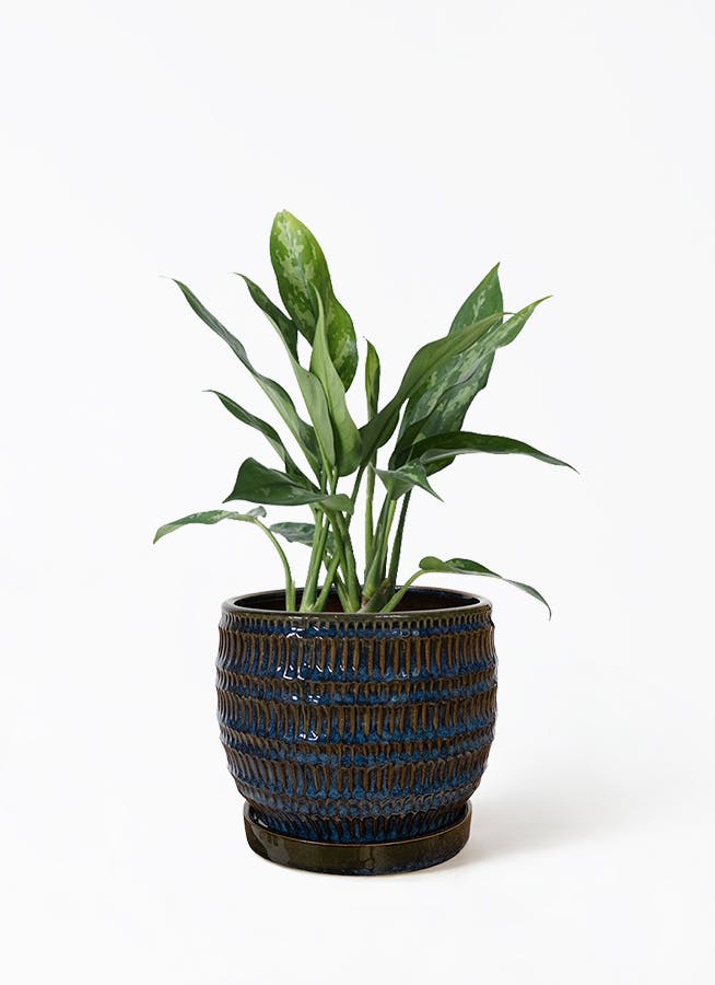 アグラオネマ 4号 | 観葉植物 | インテリアやギフトに - Hitohana