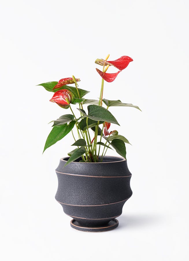 アンスリウム 4号 | 観葉植物 | 送料無料でお届け - Hitohana