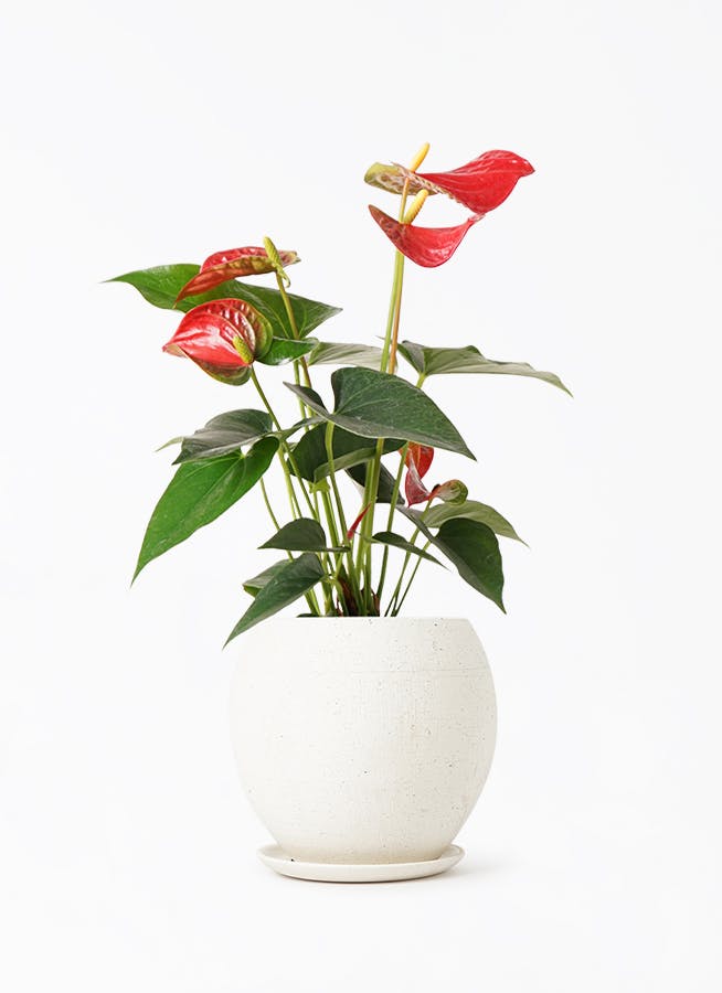 アンスリウム 4号 | 観葉植物 | 送料無料でお届け - Hitohana（ひとはな）