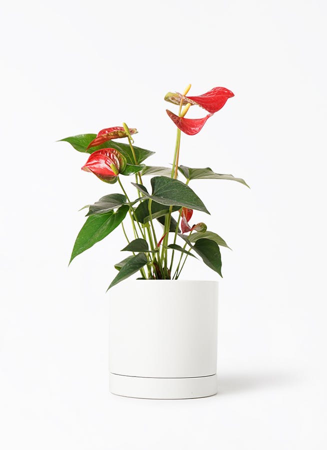 観葉植物 アンスリウム 4号 レッド オーセ 1 W ホワイト 植え
